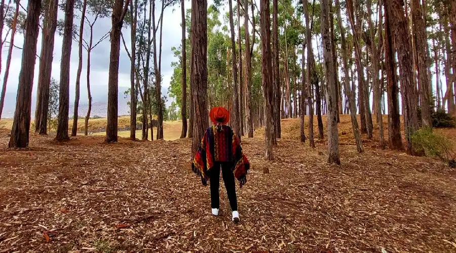 Bosque de Eucalipto en Cusco
