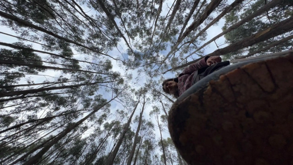 "Eucalyptus Forest: Hiking and Fresh Air"