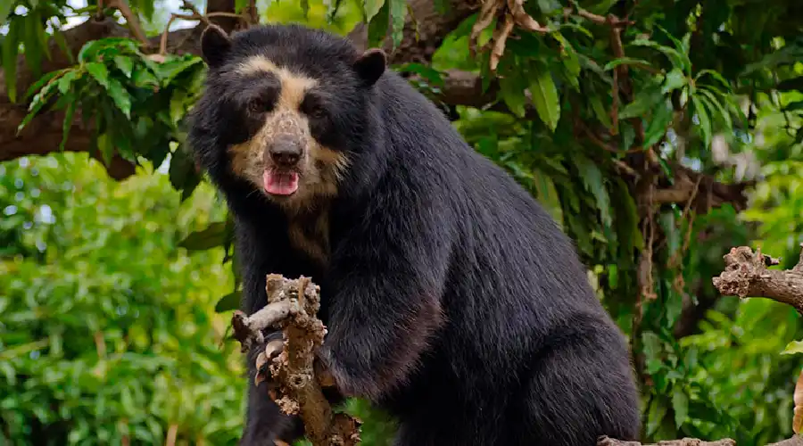 Flora y fauna de Choquequirao