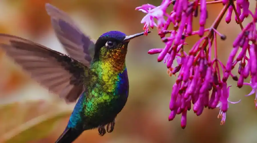 Fauna de Choquequirao