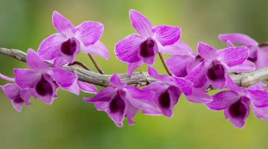 Especies endémicas de Choquequirao